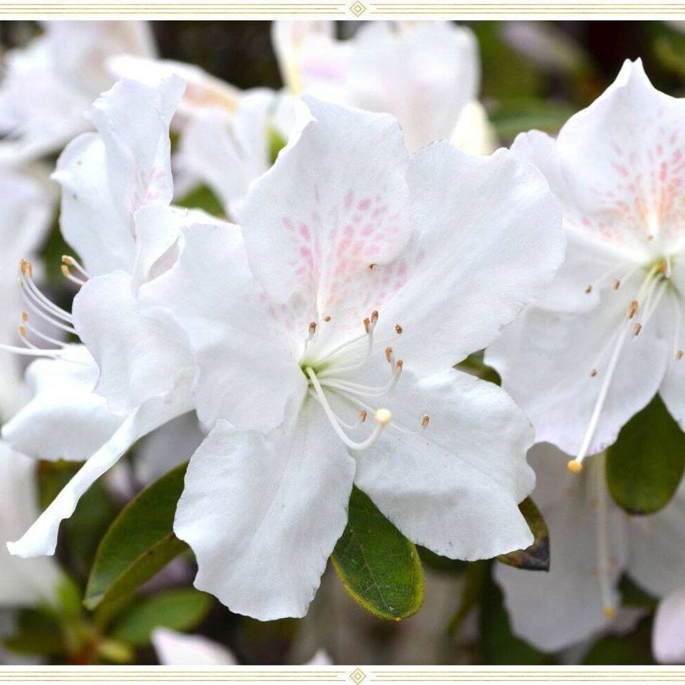 20 เมล็ด กุหลาบพันปี ต้นโรโดเดนดรอน สีขาว Azalea Rhododendron flower seeds