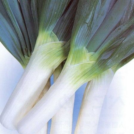 50 เมล็ด ผักต้นหอมญี่ปุ่น เนกิ Negi Japanese spring onions | Shopee ...