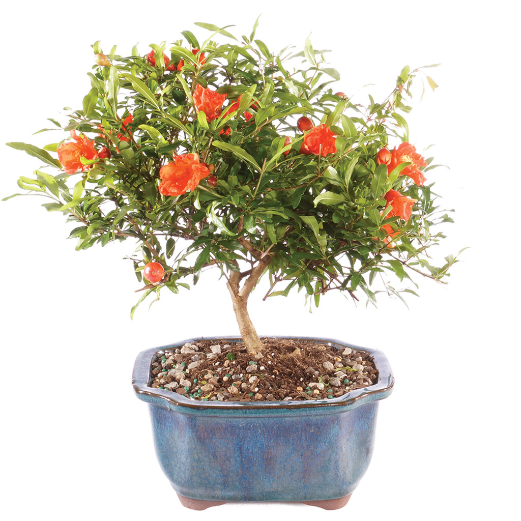 10 เมล็ด ทับทิม เซี๊ยะลิ้ว พิลา ทับทิม บอนไซ แคระ Pomegranate Seeds สายพันธุ์ Punica Granatum