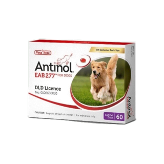Antinol DOG 60 แคปซูล(หมดอายุ12/2024)แพ็คเกจใหม่ อาหารเสริมบำรุงข้อ ข้ออักเสบ 1 กล่องบรรจุ 60 เม็ด