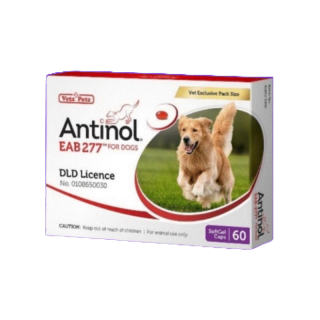 [ถูกสุดของแท้] Antinol ช่วยบำรุงข้อ กระดูก ขน ผิวหนัง และไต(แบ่งขาย 30 caps ) (1 กล่อง 60 caps) สำหรับสัตว์เลี้ยง