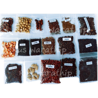 เก็บโค้ดส่งฟรีหน้าร้าน เมล็ดผัก 10 แถม 1 เมล็ดผักสวนครัว งอกดี ปรึกษาการปลูกฟรี มีผักหลายชนิด ผักชี ผักบุ้งจีน โหระพา