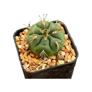 รวมยิมโน Gymnocalycium Mix แคคตัส กระบองเพชร cactus&succulent