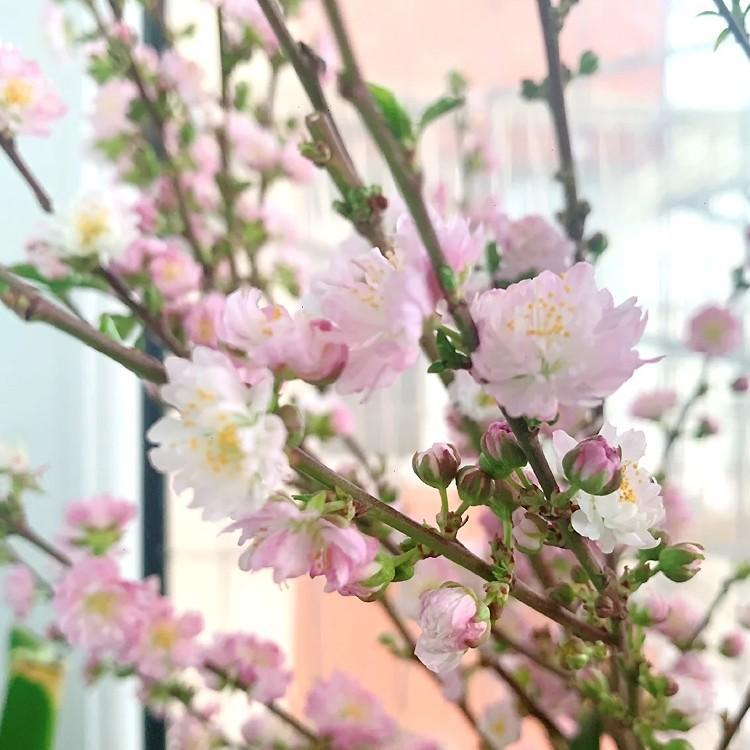 บานในน้ำ-ไข่มุก-พลัม-สุทธิ-กิ่งพีชสีแดง-ดอกซากุระ-กิ่งสด-พืชไฮโดรโปนิกส์-วัฒนธรรมน้ำในร่ม-ดอกไม้กิ่งแห้ง