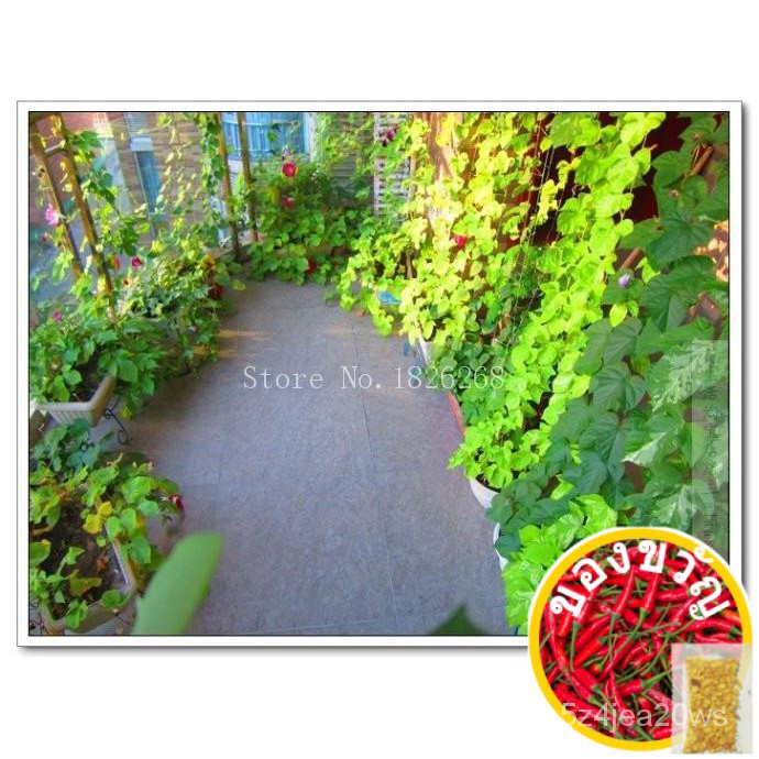 grandpa-ott-ipomoea-purpurea-morning-glory-seeds-garden-decoration-20pcs-d62seeds-มะละกอ-ผักกาดหอม-กางเกงใน-เสื้อ-เครื่อ