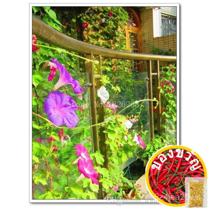 grandpa-ott-ipomoea-purpurea-morning-glory-seeds-garden-decoration-20pcs-d62seeds-มะละกอ-ผักกาดหอม-กางเกงใน-เสื้อ-เครื่อ