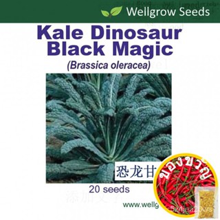 Kale dinosaur Black Magic seeds (20 SDS) กาน้ำชาไดโนเสาร์/ดอกทานตะวัน/กุหลาบ/หูกันหนาว/อัญมณี/ผ้าโพกหัว/กระโปรง/ดอกไม้/ด