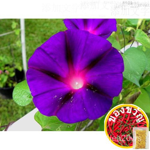 grandpa-ott-ipomoea-purpurea-morning-glory-seeds-garden-decoration-20pcs-d62seeds-มะละกอ-ผักกาดหอม-กางเกงใน-เสื้อ-เครื่อ
