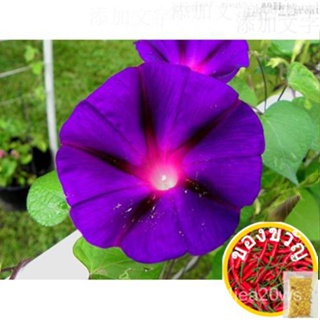 Grandpa OTT Ipomoea purpurea Morning Glory seeds Garden Decoration 20pcs d62seeds/มะละกอ/ผักกาดหอม/กางเกงใน/เสื้อ/เครื่อ