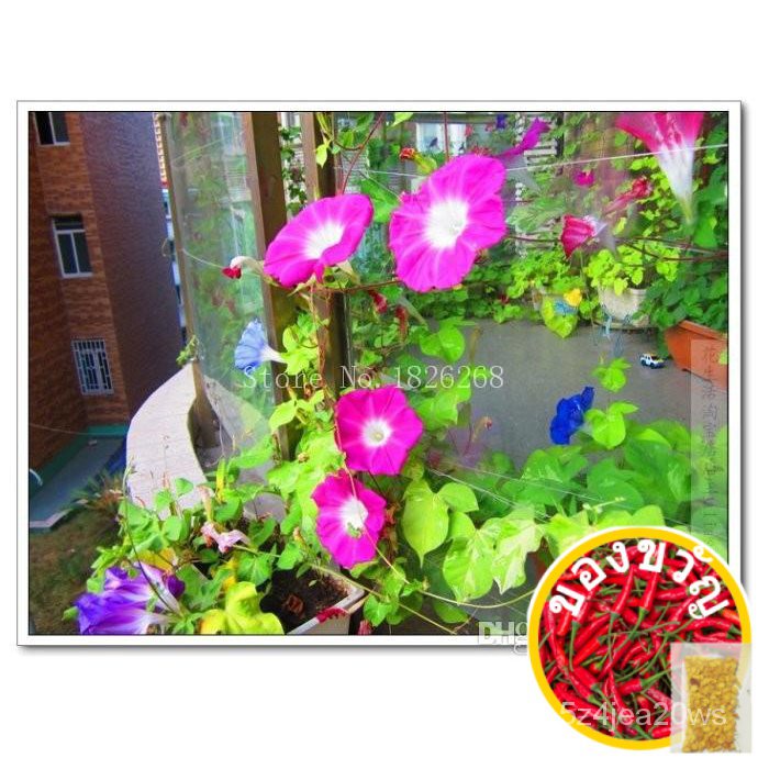 grandpa-ott-ipomoea-purpurea-morning-glory-seeds-garden-decoration-20pcs-d62seeds-มะละกอ-ผักกาดหอม-กางเกงใน-เสื้อ-เครื่อ