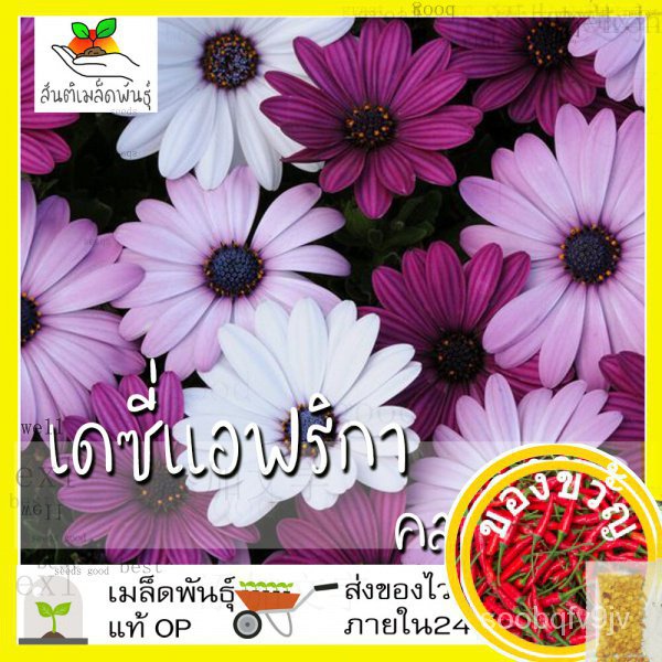 เมล็ดพันธุ์ เดซี่แอฟริกา คละสี 30 เมล็ด ed African Daisy (Osteospermum ...