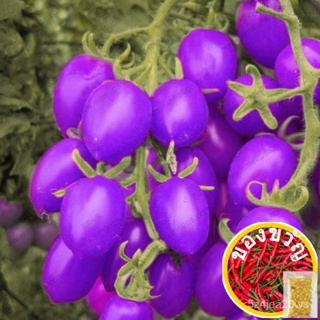 A Pack 100 Pcs สีม่วงเชอร์รี่มะเขือเทศเมล็ดระเบียงผลไม้เมล็ดผัก Bonsai Potted Plant มะเขือเทศ Seeds ดอกไม้/ RZ5M
