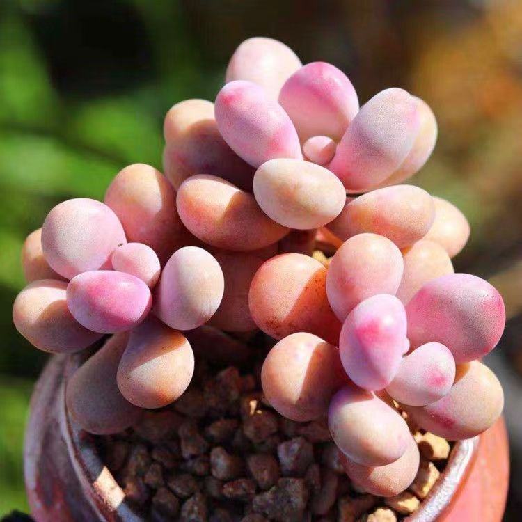 ลูกพีชไข่ฉ่ำลูกข้าวเหนียวขายส่งระเบียงขี้เกียจสีชมพูเลี้ยงง่ายน่ารักหลายหัวเก่าพร้อมกระถางและดิน