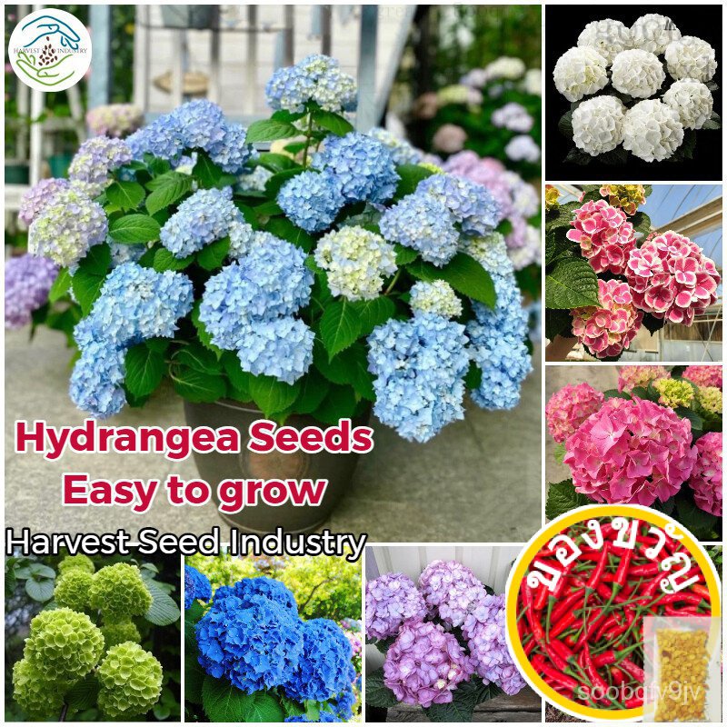[Seedings คุณภาพสูง] Thighnea 50Pcs Ed Hydrangea Seeds Fragrans เมล็ด