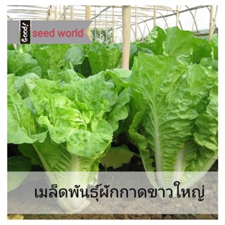 3แถม1เมล็ดพันธุ์ผักกาดขาวใหญ่ 10กรัม เมล็ดพันธุ์ผักสวนครัวพื้นบ้าน เมล็ดผักกาดขาวใหญ่ ก่อใหญ่ปลูกง่ายรสชาติอร่อย