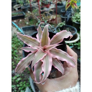 สับปะรดสีแคระ Cryptanthus bivittatus ดาวชมพู ดาวแดง ต้นไม้ฟอกอากาศ ไม้จัดสวน