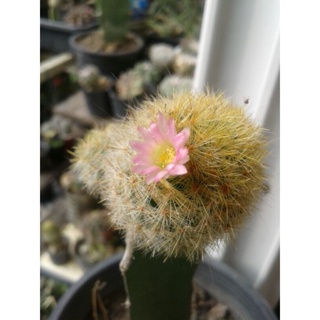 cactus mammillaria Lauiเลาอ้าย กราฟตอสามเหลี่ยม