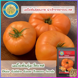อินทรีย์็ด ใหม่็ด ใหม่มะเขือเทศ (Dixie Golden Giant Tomato Seeds) ใหม่ คละ