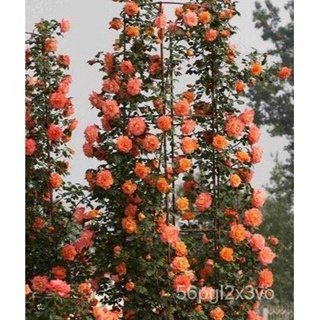 อินทรีย์็ด ใหม่็ด Garden Seeds ใหม่ กุหลาบ 30 ใหม่็ด สายใหม่ อังกฤษ เลื้อย สีส้ม ดอกใหญ่ Climbing Rose Seeds น คละ