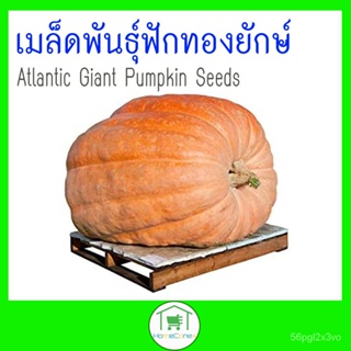 อินทรีย์็ด ใหม่็ด ใหม่ฟักทองยักษ์ - Atlantic Giant Pumpkin Seeds ใหม่ คละ