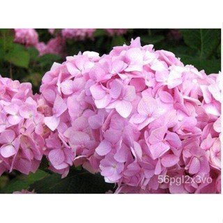 อินทรีย์็ด ใหม่็ด 20 ใหม่็ด ใหม่็ดไฮเดรนเจีย Hydrangea Seeds สีชมพู ไฮเดรนเยียสายใหม่ฝรั่งเศส ของแท้ 100% อัตร คละ