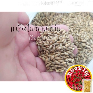 เมล็ดพันธุ์/เมล็ดพันธุ์ไผ่ซางหม่น 35เมล็ด 50บาท/ 100เมล็ด 100บาทดอกไม้/ผักชี/แอปเปิ้ล/เมล็ดพืช/เด็ก/สร้อยคอ /​​กระโปรง P