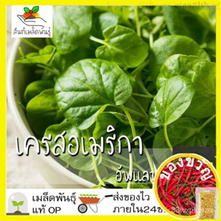 เมล็ดพันธุ์ เครสอเมริกาอัพแลนด์ 300 เมล็ด Upland Cress Seeds เมล็ดพันธุ์แท้ 100% เมล็ดนำเข้า อเมริกาเครส อัพแลนด์เครส Ba