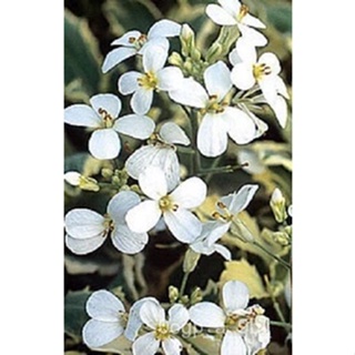 เมล็ด 50 ARABIS CAUCASICA WHITE ROCK CRESS ผักชีไม้เมล็ด/ยืนผักชี/กวางทน ผักชี