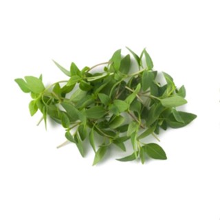 เมล็ด Basil Thai microgreens seeds Micro herb basil สมุนไพรไทย basil x 500เตียง ผักชี