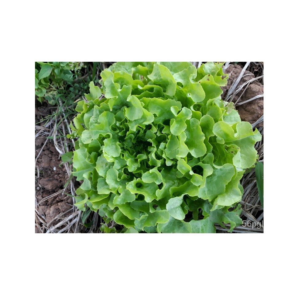 อินทรีย์็ด-ใหม่็ด-ใหม่ใหม่-กรีนโอ้ค-green-oak-lettuce-100-ใหม่็ด-ใหม่ง่าย-ใหม่ได้ทั่วไทย-ใหม่-คละ