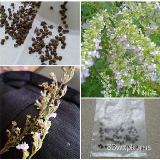 vitex-5-leave-vitex-negundo-plant-vitex-vitex-5-leave-vitex-negundo-plant-resi-5ใบ-มี5ใบ-pjxx