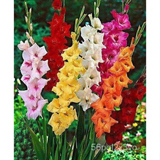 อินทรีย์็ด ถูก็ด 10 หัว แกลดิโอลัส (Gladiolus) หรือดอกซ่อนกลิ่นฝรั่ง ถูกสี เป็นดอกไม้แห่งคำมั่นสัญญา ความรักความ คละ