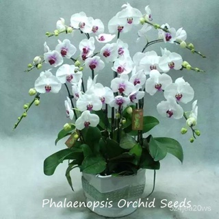 ง่ายต่อการเติบโตทั่วไทย100% 50ชิ้น Phalaenopsis Multicolor กล้วยไม้ดอกไม้เมล็ดบอนไซดอกไม้เมล็ดอากาศบริสุทธิ์ต้นไม้กล้วยไ