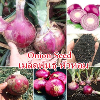 อินทรีย์็ด ใหม่็ด บานเพื่อคุณเท่านั้น200pc ใหม่ หัวหอม Onion Seed Vegetable Seed ใหม่ใหม่ ใหม่ ใหม่็ด  คละ