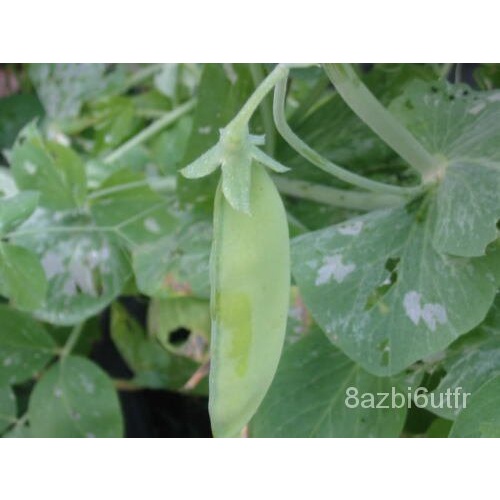 เมล็ด-50-snow-pea-pisum-sativum-vegetable-pods-pea-seeds-โชคแบน-สายพันธุ์