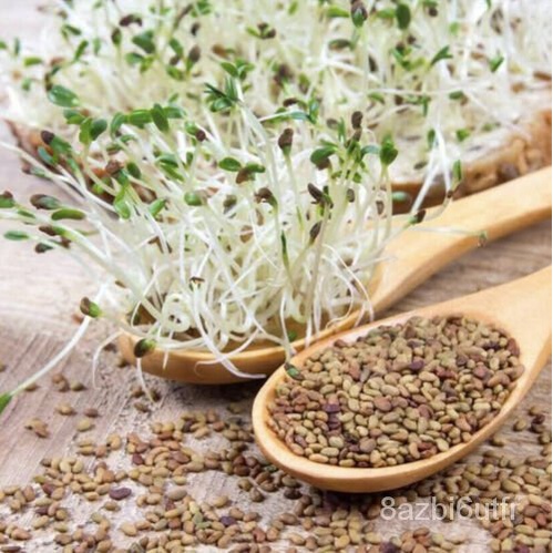 เมล็ด-alfalfa-375เมล็ดมะเขือถั่วมะเขือแตกหน่อ-microgreens-ไม่ได้รับการรักษาสลัดแซนวิช