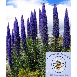 Echium Fastuosum Candicans (ความภาคภูมิใจของ Madeira) 20เมล็ด • สวนผักชีไม้ฤดูร้อนสหราชอาณาจักร