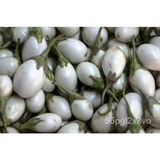 เมล็ด 40 White Star Finger Fruit egplantants Solanum melongena เมล็ดผัก aubergine ผักสลัด