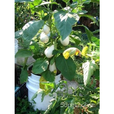 เมล็ด-40-white-star-finger-fruit-egplantants-solanum-melongena-เมล็ดผัก-aubergine-ผักสลัด