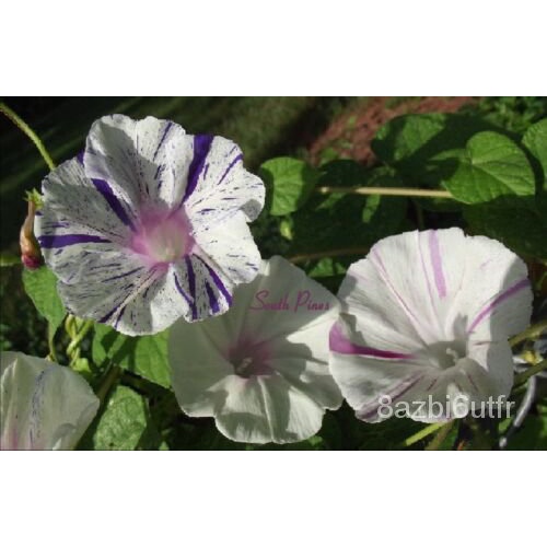 เมล็ด-venice-carnival-carnival-morning-glory-seeds-มันเทศ-เรารวม-s-h