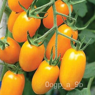 เมล็ด 40ผักชีองุ่นส้มกรุบหวานเชอร์รี่มะเขือเทศ (กรดต่ำ) สด2022ชนิด ผักชี้า