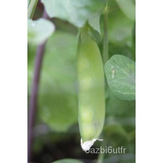 เมล็ด-50-snow-pea-pisum-sativum-vegetable-pods-pea-seeds-โชคแบน-สายพันธุ์