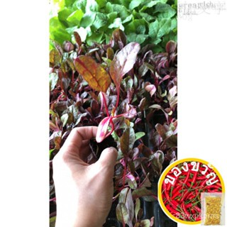 ต้นกล้าสวิสชาร์ด(Swiss chard)     พร้อมปลูก  กล้าละ 12บาท通心菜/苹果/玩具/香菜/花园/母婴/鞋/玫瑰/园艺/裙子//种子 SEO8