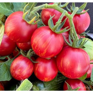 อินทรีย์็ด ใหม่็ด ใหม่มะเขือเทศ สตรอว์เบอร์รี่ ไทเกอร์ (Strawberry Tiger Tomato Seed) บรรจุ 15 ใหม่็ด ของแท้ คุณ คละ