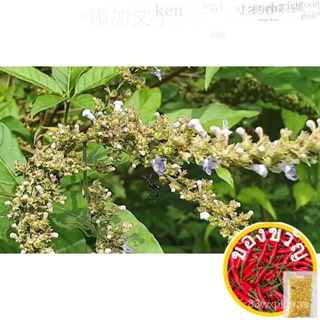 Vitex 5 Leave, Vitex negundo Plant, Vitex-Vitex 5 Leave, Vitex negundo Plant resi 5ใบ (มี5ใบ) PJXX