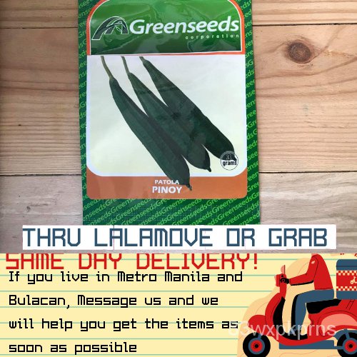 patola-pinoy-greenseeds-3กรัม-ผักชีฝรั่ง-ผักชีฝรั่ง-ทานตะวัน-หวน้อย-สวน-กระโปรง-อัญมณี-ดอกไม้-ไม้จันทน์-b6lo