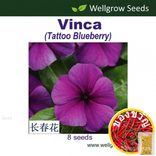 เมล็ดพันธุ์ดอกไม้: vinca blueberry Tattoo (5 SDS) พลู/seeds/ ZYIL