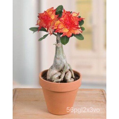 อินทรีย์็ด-ใหม่็ด-10-ใหม่็ด-ใหม่-ชวนชม-สายใหม่ไต้หวัน-สีส้ม-adenium-seed-กุหลาบทะเลทราย-desert-rose-ราชินีบอนไ-คละ