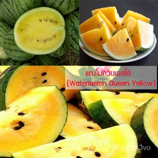 อินทรีย์็ด ใหม่็ด ใหม่ แตงโมควีนเยลโล่ (Watermelon Queen Yellow) 10 ใหม่็ด ใหม่ง่าย ใหม่ได้ทั่วไทย ใหม่ คละ