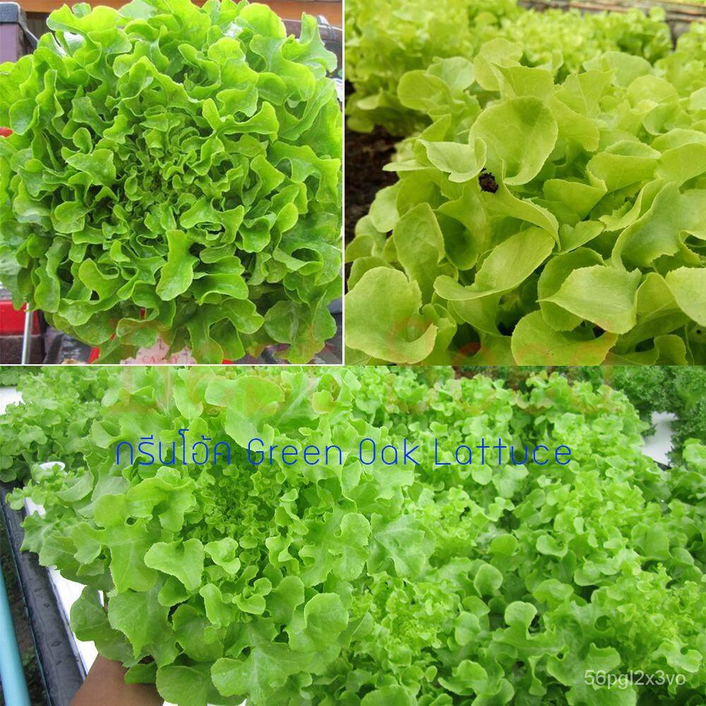 อินทรีย์็ด-ใหม่็ด-ใหม่ใหม่-กรีนโอ้ค-green-oak-lettuce-100-ใหม่็ด-ใหม่ง่าย-ใหม่ได้ทั่วไทย-ใหม่-คละ